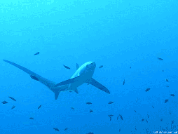 shark-swimming-gif