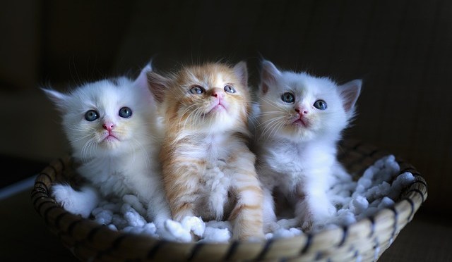 Finding Someone Who Shares The Same Interest