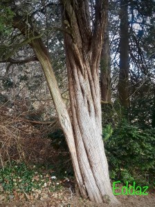 Surviving-In-The-Midst